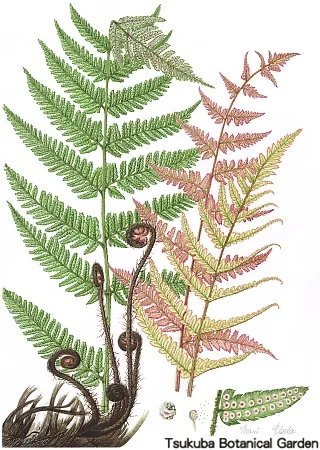 38一般ベニシダ