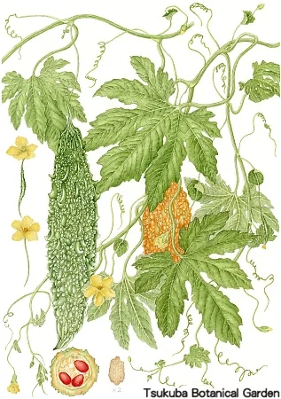 38一般ニガウリ