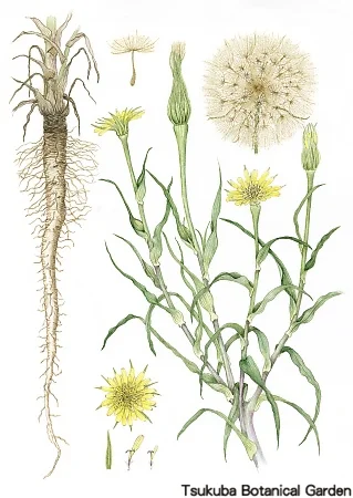 38一般フトエバラモンギク