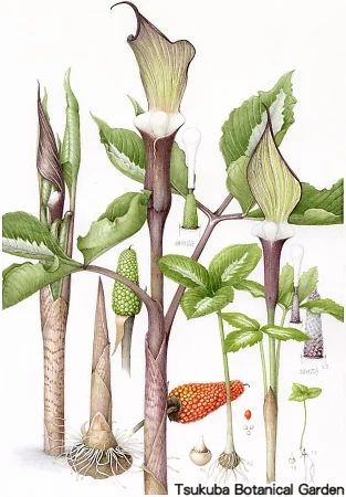 38一般ユキモチソウ