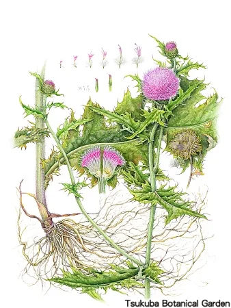 38一般ノアザミ