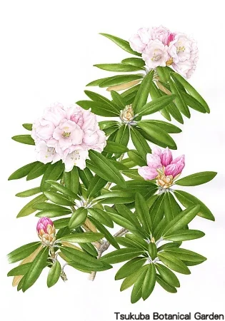 38一般ヤクシマシャクナゲ