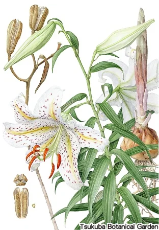 38一般ヤマユリ