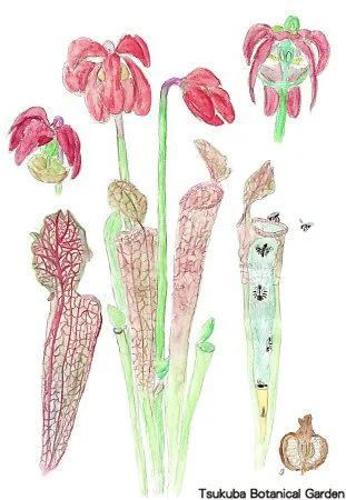 38小サラセニア