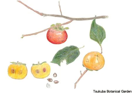 38小カキ‘富有’