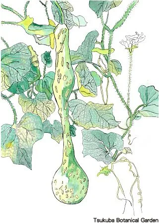 38小ツルクビヒョウタン