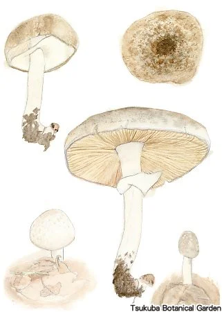 38小ナカグロモリノカサ