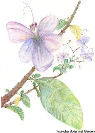 38小クレロデンドルム‘ブルーウィング’