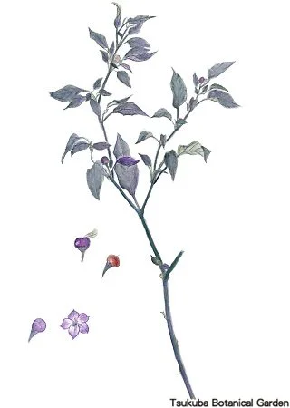 38小トウガラシ‘パープルフラッシュ’