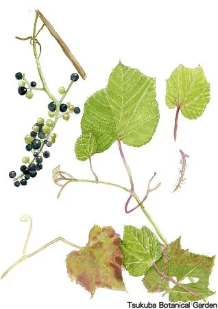 38小ヤマブドウ