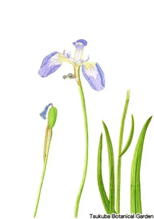 38小ヒオウギアヤメ