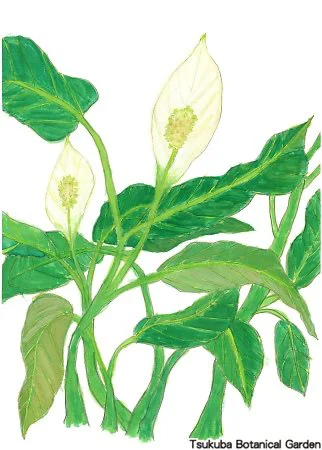 38小スパティフィラム