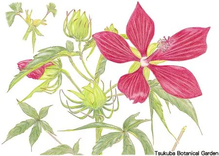 38小モミジアオイ