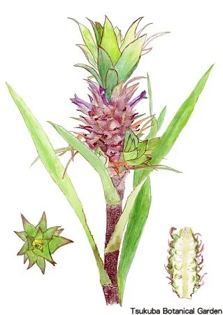 38小サンゴパイン