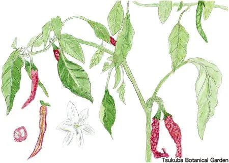 38小トウガラシ