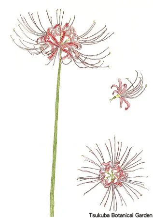 38小ヒガンバナ