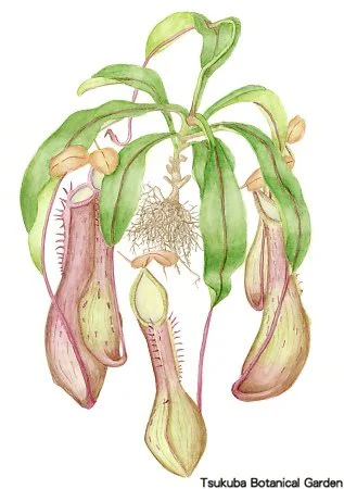 38小ウツボカズラ属の１種