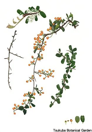 38小ピラカンサ