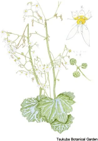 38小ユキノシタ