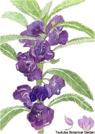 38小ホウセンカ