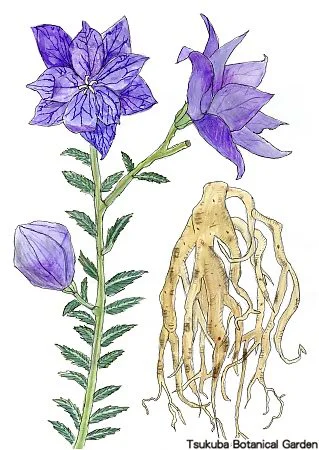 38小キキョウ（八重咲き）