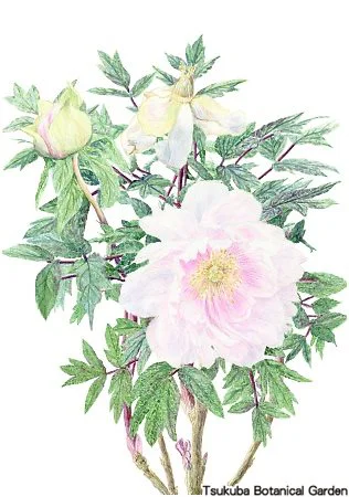 38小ボタン‘八千代椿’