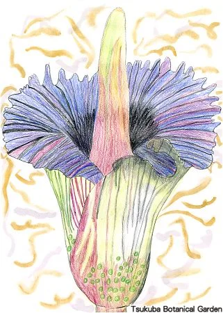 38小ショクダイオオコンニャク