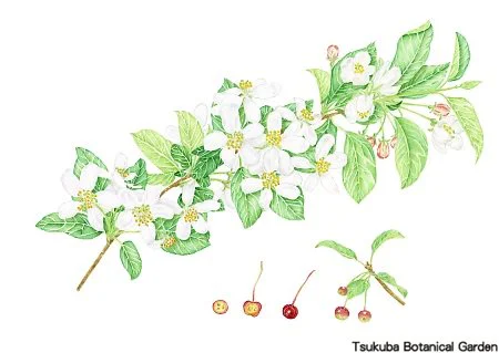 38小エゾノコリンゴ