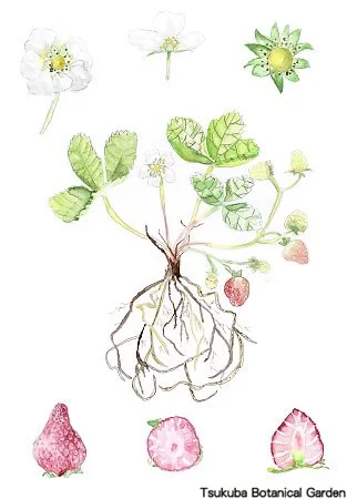 38小オランダイチゴ