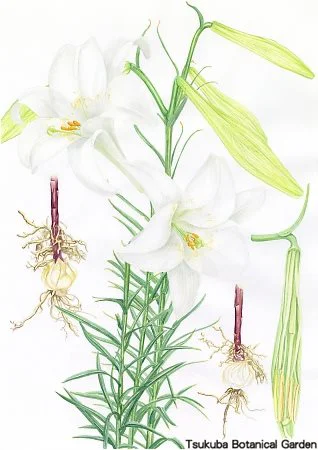 38中高シンテッポウユリ