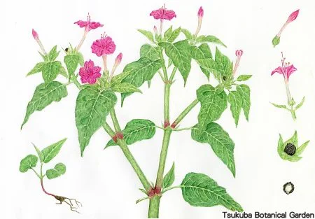 38中高オシロイバナ