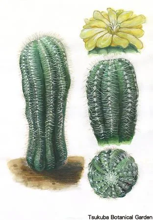 38中高サボテン