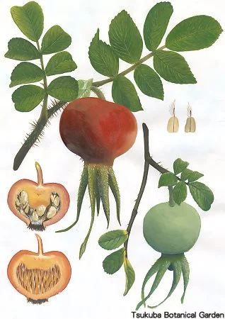 38中高ハマナシ（ハマナス）