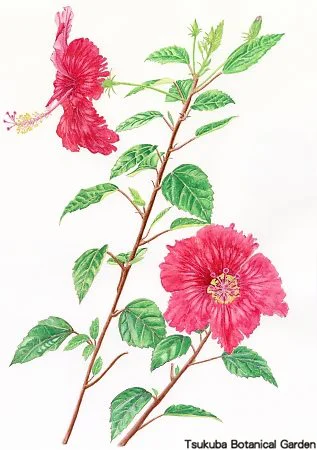 38中高ハイビスカス