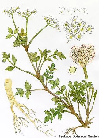 38中高ヤブジラミ