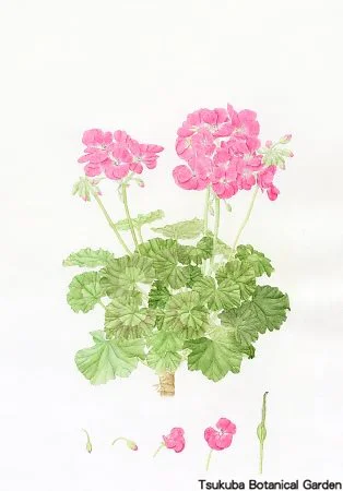 38中高ペラルゴニウム