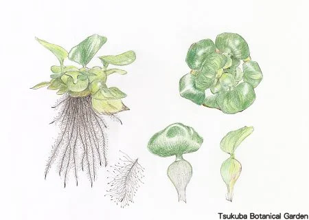 38中高ホテイアオイ