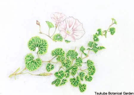 38中高ハマヒルガオ