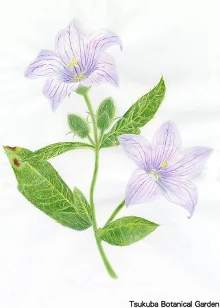 38中高キキョウ