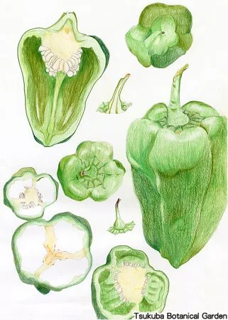 38中高ピーマン