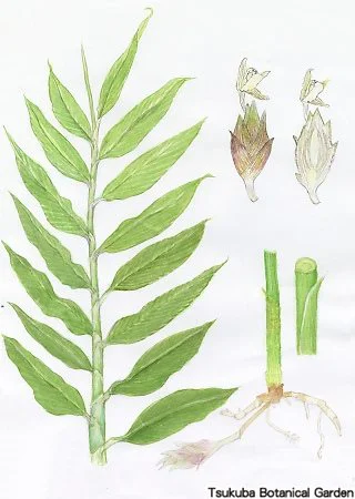 38中高ミョウガ