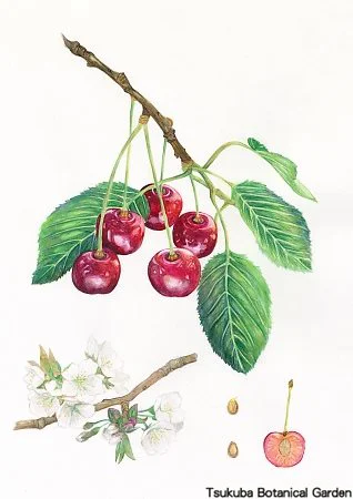 38中高オウトウ