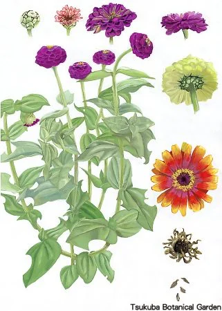 38中高ヒャクニチソウ