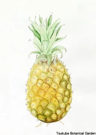 38中高パイナップル