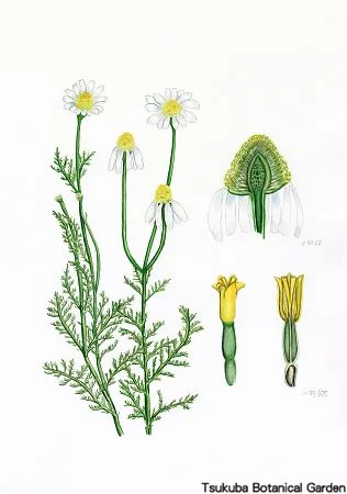 38中高ローマンカモミール