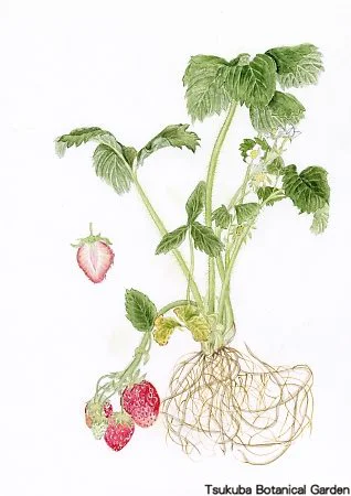 38中高オランダイチゴ