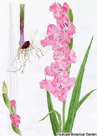 38中高グラジオラス