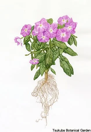 38中高ニチニチソウ