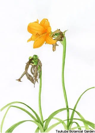 38中高エゾゼンテイカ