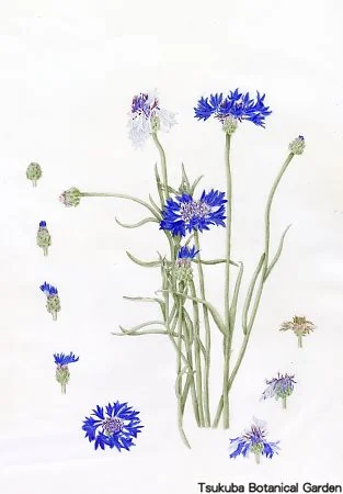 38中高ヤグルマギク